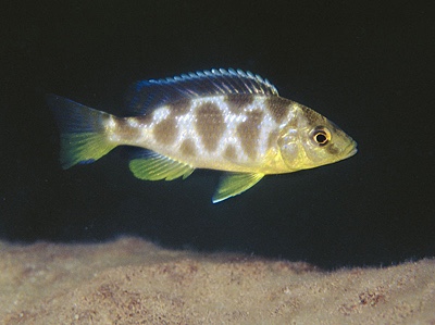 Nimbochromis venustus 'Zimbawe Rock'